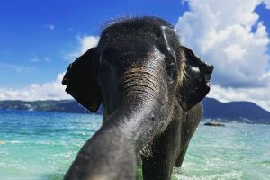Elefantes phuket playa