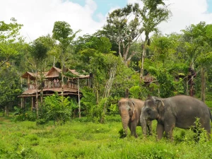 Phuketelephantsanctuary